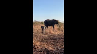 Adorable Baby Elephant Gets Brave
