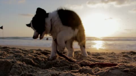 cute puppy playing on the sea beach with belt 😍