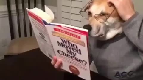 Dog imitates human reading and eating funny