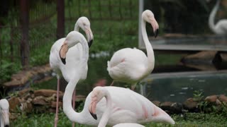 Morning Forest Sleepy White Flamingo