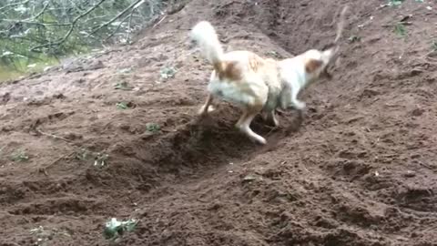 Dog Digs Trench to Play Fetch With Himself