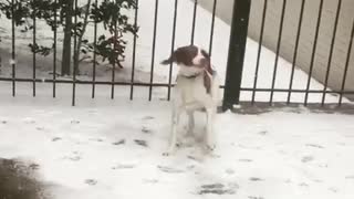 White cockerspaniel bites at falling snow by fence