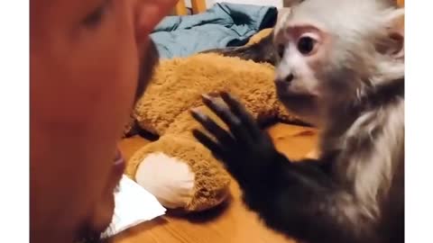 See what this curious little monkey did to its owner, watch until the end... hahaha