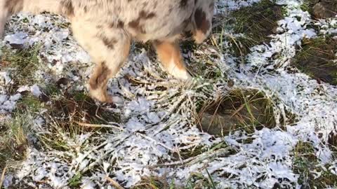 Cute little puppy discovers frozen ground for the very first time