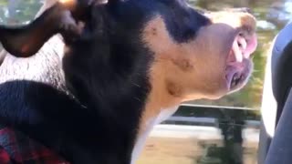 Black dog sticks head out window with teeth out