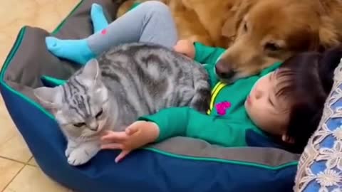 Cute funny cat and dog 2021
