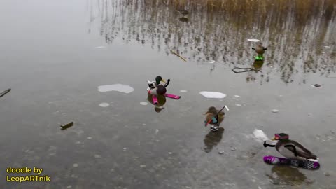 Winter Olympics - Duck Games