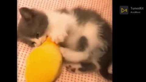 💗Cute CaT And Funny Pets | Try Not To Laugh To These Pets Compilation #13💗 Cute Lands