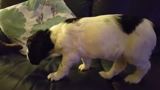 Cute puppy plays tug with cats tail