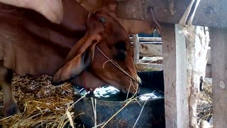 Old Cows Drink Water In Farm Stable