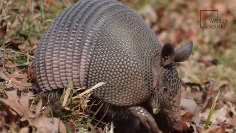 Its TIME TO KNOW 🙋||fun fact about armadillo 🙀🙀🙀