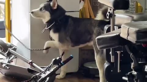 Huskies, who doesn’t have a silly dog. Huskies make you feel better this time and trap yourself.