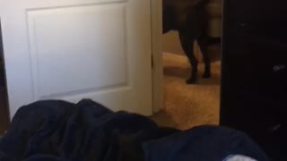 Baby chocolate lab is so excited when he gets to see his daddy