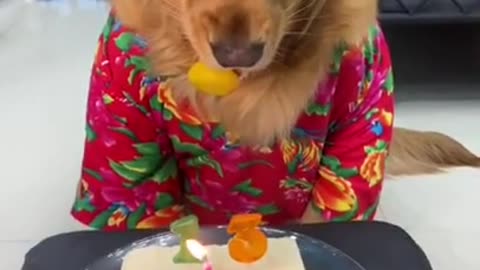 Funny Tik tok Video Dog Birthday Song_2021