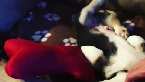 Corgi can't control legs during scratching session