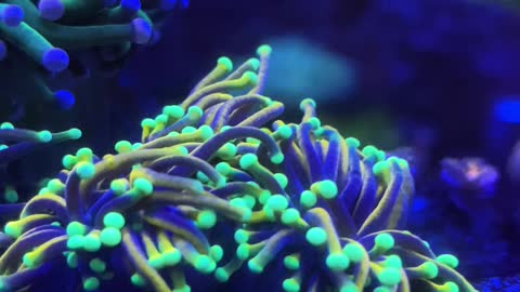 Torch corals