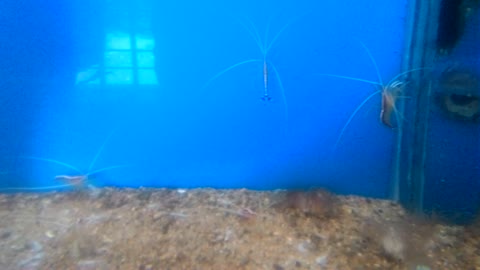 Travel Viet Nam aquarium Institute: shrimp doctor