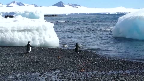 penguin group trying to jump to ocean