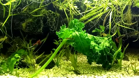 Guppies eating kale