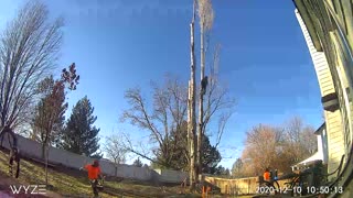 Arbor Safe removed my tree