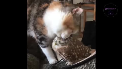 Cat kissing an owl puppy😻