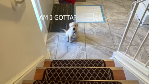 Golden Retriever Puppy Conquers Stairs for the First Time