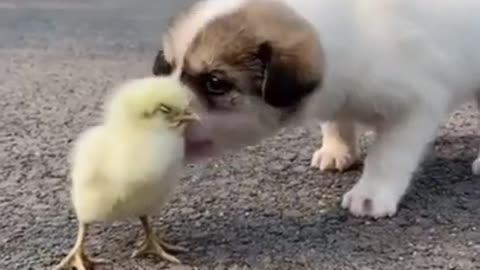 Cute and Funny Dogs Videos Compilation 2021