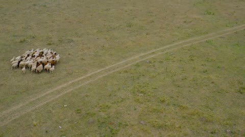 Drone following a herd of sheep