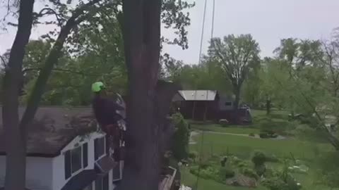 Tree removal with climber