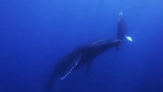Maui Snorkeling Lani Kai Whale Watch!