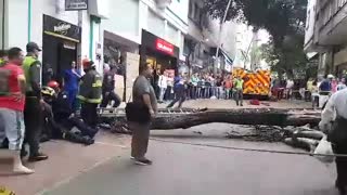 Video registró caída de un bombero junto a un árbol en el Centro de Bucaramanga