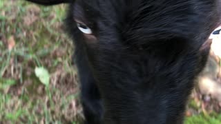 Cute Goat checking out the camera