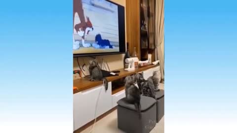 The Cats watching the cartoon Tom and Jerry.