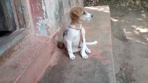 Dog_puppy_cute broking 🐕 🐕 🐕🐕