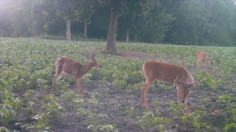 More And More Deer. 8/10/22