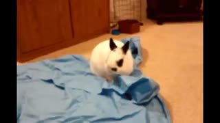 Cutest Bunnies Of The Week - In 30 seconds, this cute animal compilation