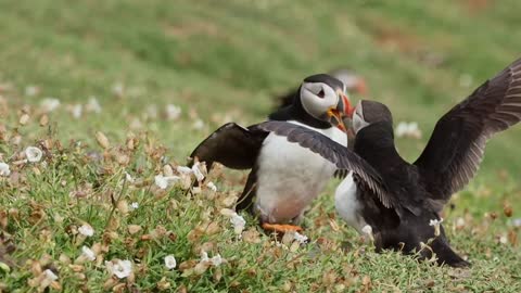 The Happy Puffin