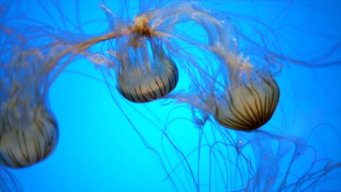 Jellyfish on the sea
