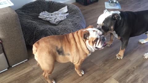 Bulldog's girlfriend not in the mood for play time