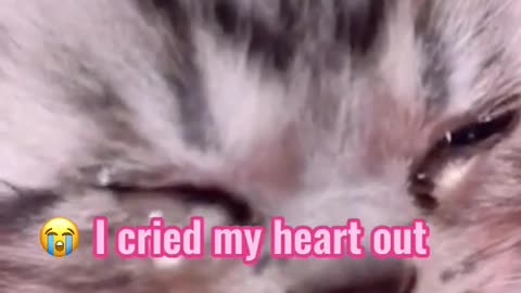 sad cat, cats crying