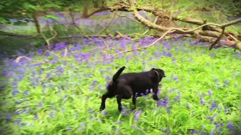 Chasing a dog through a blue bell meadow