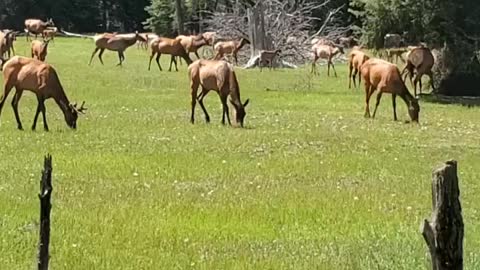 Elk grazing