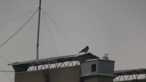 crow and gulls argue over a warm place
