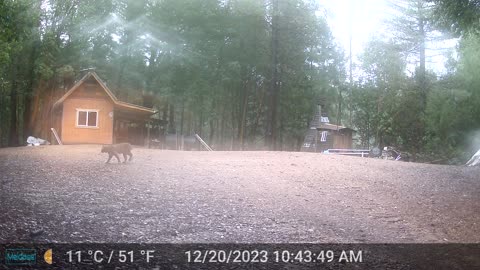 Bobcat - Came through the Campsite