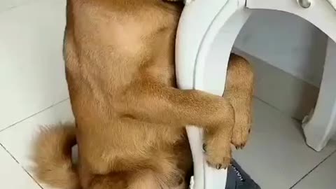 So cute and funny dog see