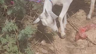Goat abandoned rural area