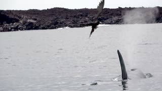 Sea Lion Climbs Onto Boat To Avoid Hungry Orca