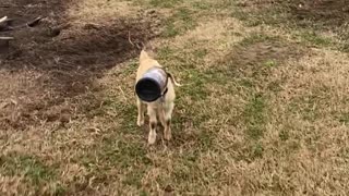 Screaming Goat Has Head Stuck in Container