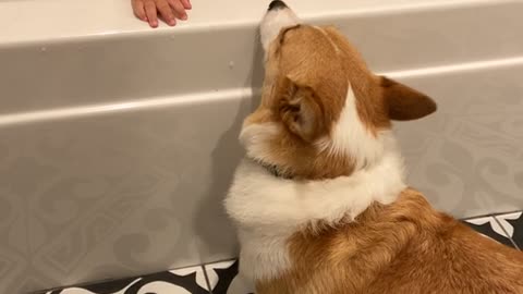 Bath Time Laughs With Corgi Friend