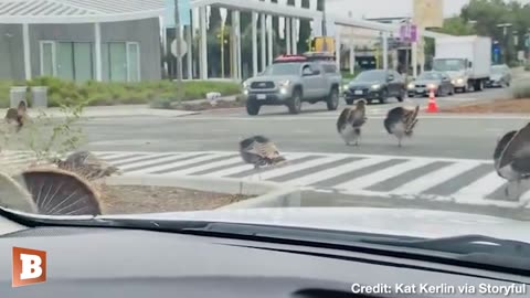 Turkeys Obnoxiously Block Morning Commute on UC Davis Campus